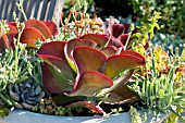 SUCCULENT CONTAINER PLANTING