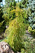 TAXODIUM DISTICHUM FALLING WATER