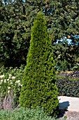 THUJA OCCIDENTALIS EMERALD GREEN