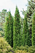 THUJA OCCIDENTALIS DEGROOTS SPIRE