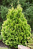 THUJA OCCIDENTALIS EUROPE GOLD