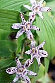 TRICYRTIS IMPERIAL BANNER
