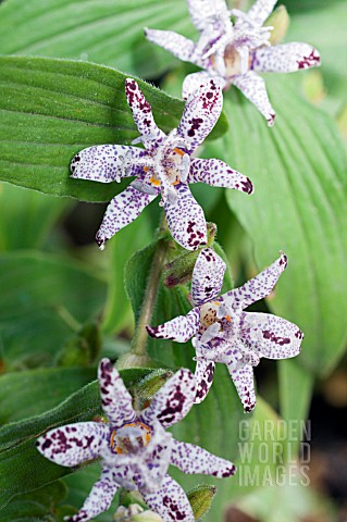 TRICYRTIS_IMPERIAL_BANNER
