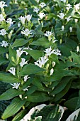 TRICYRTIS HIRTA ALBA