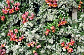 VERTICAL WALL PLANTING, ASTER, ANTIRRHINUM