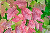 VIBURNUM TRILOBUM ALFREDO