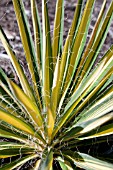 YUCCA FILAMENTOSA COLOR GUARD