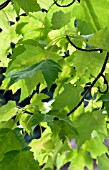 ACER RUBRUM LEAVES