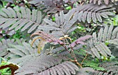 ALBIZIA JULIBRISSIN SUMMER CHOCOLATE