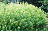 AMSONIA HUBRICHTII