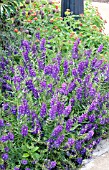 ANGELONIA SERENA PURPLE