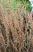 CALAMAGROSTIS ACUTIFLORA KARL FOERSTER