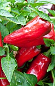 CAPSICUM ANNUUM SWEET HEAT