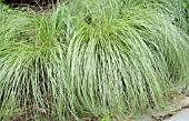 CAREX MORROWII SILK TASSEL