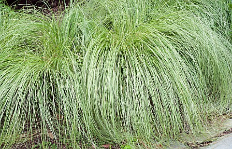 CAREX_MORROWII_SILK_TASSEL