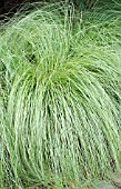 CAREX MORROWII SILK TASSEL