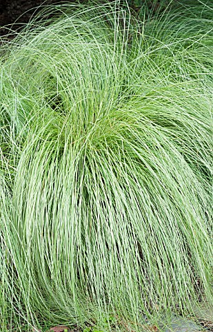 CAREX_MORROWII_SILK_TASSEL