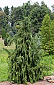 CHAMAECYPARIS NOOTKATENSIS PENDULA