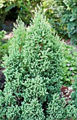 CHAMAECYPARIS THYOIDES RED STAR