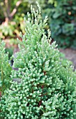 CHAMAECYPARIS THYOIDES RED STAR