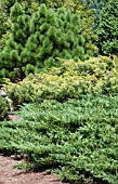 CONIFER GARDEN SCENE