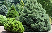 CONIFER GARDEN SCENE