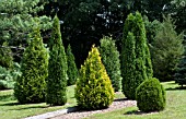 CONIFER GARDEN SCENE