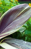 CORDYLINE MOCCA LATTE