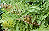 DRYOPTERIS ERYTHROSORA BRILLIANCE