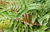 DRYOPTERIS ERYTHROSORA BRILLIANCE