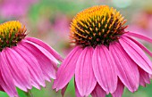 ECHINACEA POWWOW WILD BERRY