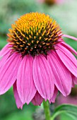 ECHINACEA POWWOW WILD BERRY