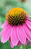 ECHINACEA POWWOW WILD BERRY