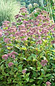 EUPATORIUM PURPUREUM LITTLE JOE