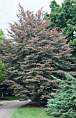 FAGUS SYLVATICA TRICOLOR