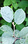 FOTHERGILLA MAJOR BLUE SHADOW