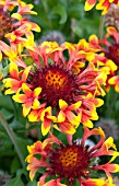 GAILLARDIA SUN DEVIL