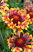 GAILLARDIA SUN DEVIL