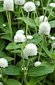 GOMPHRENA GLOBOSA AUDRAY WHITE