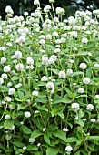 GOMPHRENA GLOBOSA AUDRAY WHITE