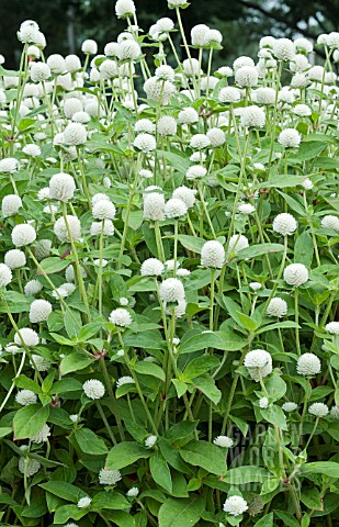 GOMPHRENA_GLOBOSA_AUDRAY_WHITE