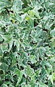 HEDERA HELIX LADY FRANCIS