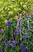 HELIOTROPIUM, CAREX, COLEUS