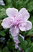 HIBISCUS SYRIACUS PAEONIFLORUS