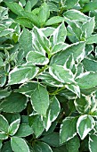 HYDRANGEA MACROPHYLLA VARIEGATA