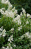 HYDRANGEA PANICULATA TARDIVA