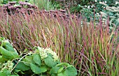 IMPERATA CYLINDRICA RED BARON