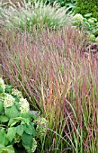 IMPERATA CYLINDRICA RED BARON