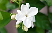 JASMINUM SAMBAC