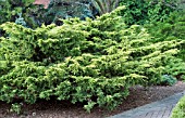 JUNIPERUS CHINENSIS SAYBROOK GOLD